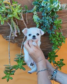 Chihuahua