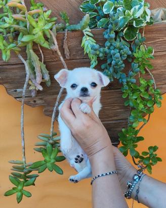 Chihuahua