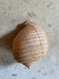 Conchiglie da collezione
