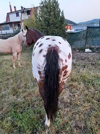 Cavallo