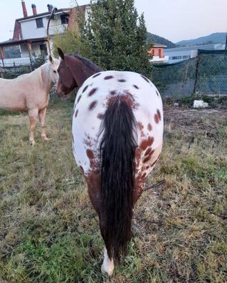 Cavallo