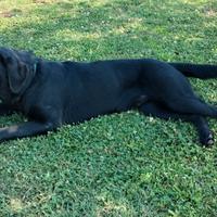 Labrador retriver per accoppiamento