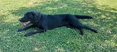 Labrador retriver per accoppiamento