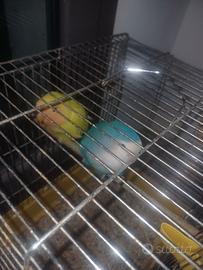 Coppia di inseparabili