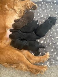 Cocker spaniel