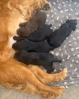 Cocker spaniel