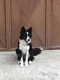 Border collie