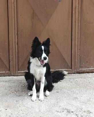 Border collie