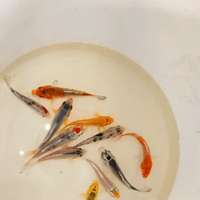 Carpe koi