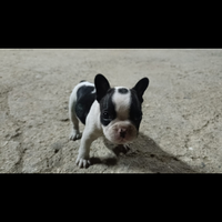 Bulldog francese