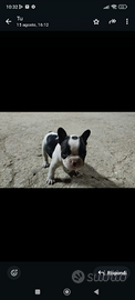 Bulldog francese