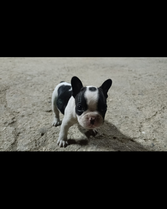 Bulldog francese