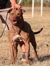 Cuccioli American Pitbull terrier