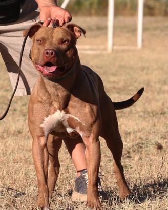 Cuccioli American Pitbull terrier