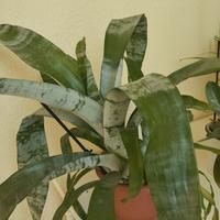 bromelia in vaso 