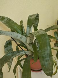 bromelia in vaso 