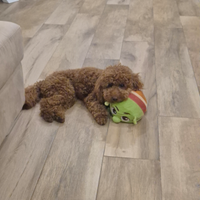 Barboncino disponibile monta