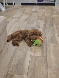 Barboncino disponibile monta