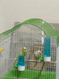 Coppia di pappagallini (maschio + femmina)