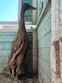 ANATRA CORRITRICE INDIANA col BRUNA - FEMMINA