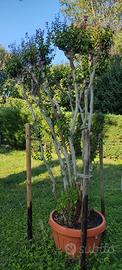 LAGERSTROEMIA IN VASO