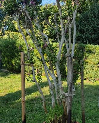 LAGERSTROEMIA IN VASO