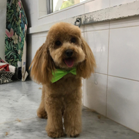 Ciro per accoppiamento