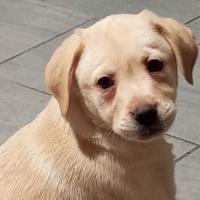 Cuccioli labrador