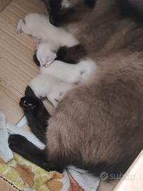 Cuccioli thai