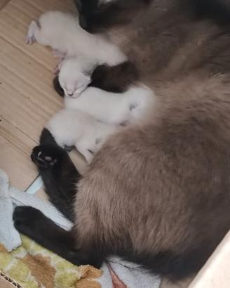 Cuccioli thai