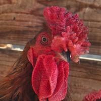 Galline redcap derbyshire