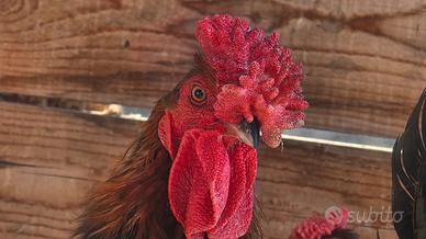 Galline redcap derbyshire