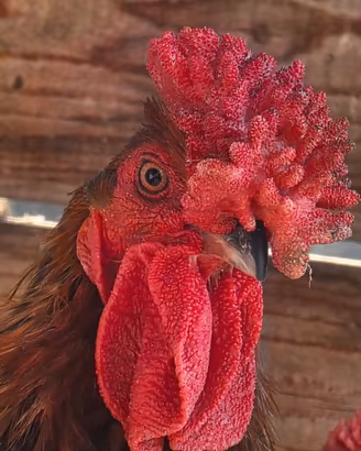 Galline redcap derbyshire