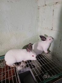 Coppia conigli californiani
