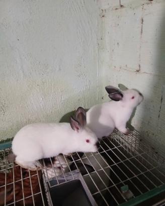 Coppia conigli californiani