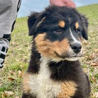 Cucciolo Pastore Australiano