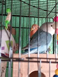 Inseparabili più gabbia