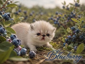 Exotic Shorthair 