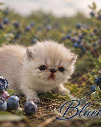 Exotic Shorthair 