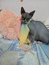 sphynx