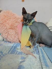 Sphynx