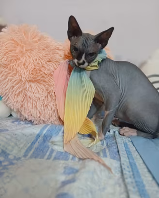 Sphynx