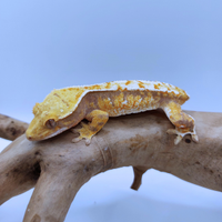 Geco Ciliatus Extreme Tricolor PET ONLY