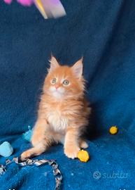 Gattino Maine Coone rosso