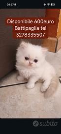 Gatto persiano