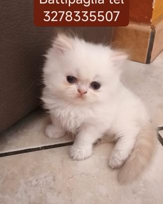 Gatto persiano