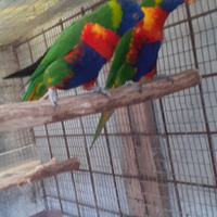 Coppia lory mollucanos
