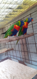 Coppia lory mollucanos