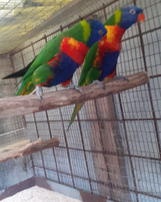 Coppia lory mollucanos