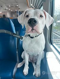 cane dogo argentino